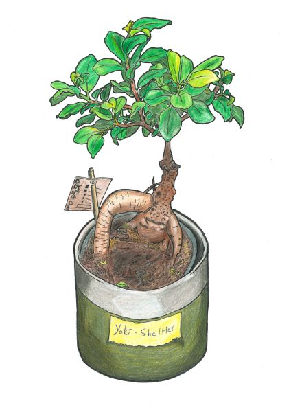 Detailgetreue Zeichnung einer Topfpflanze. Die Pflanze heißt Yuki