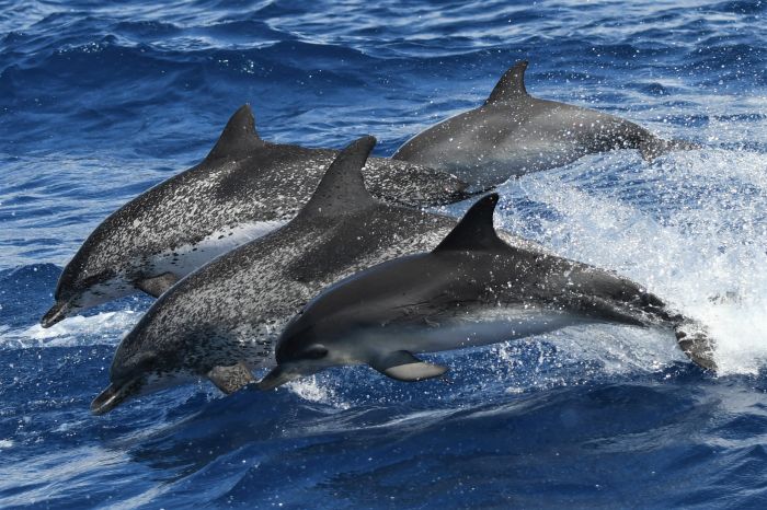 Vier Delfine, die schwimmend aus dem Wasser springen