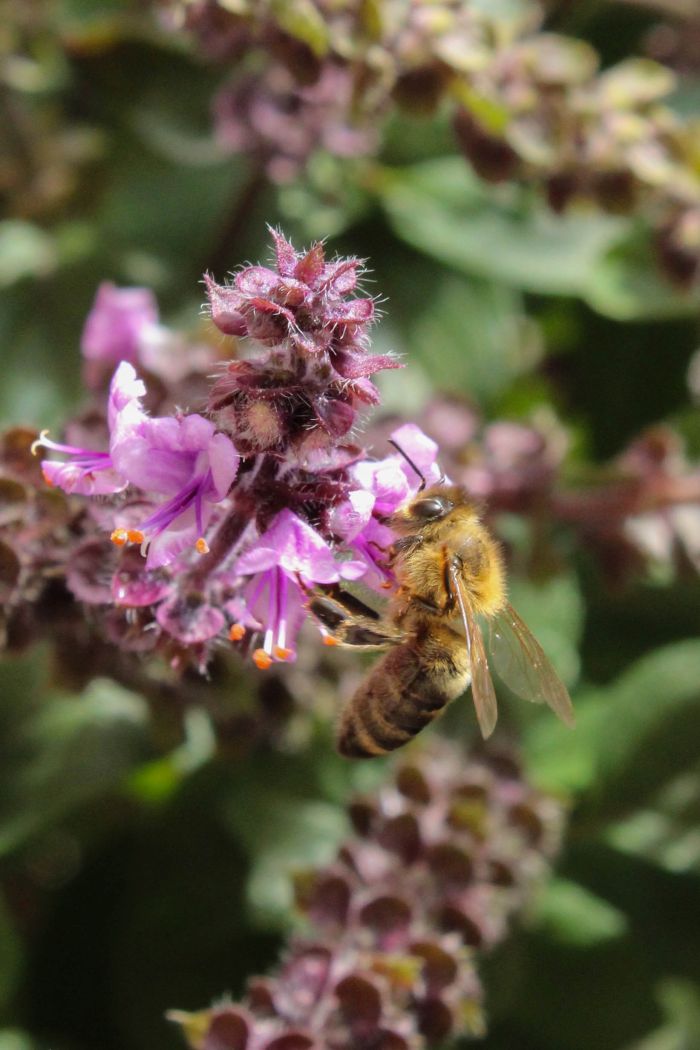 eine Biene ain einer Lavendelblüte