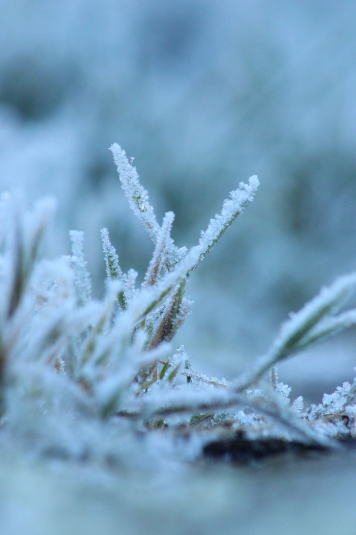 ein gefrohrener Grashalm