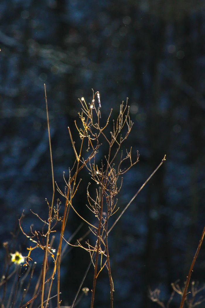 ein hell angeleutetes Stauch vor dunklem Hintergrund