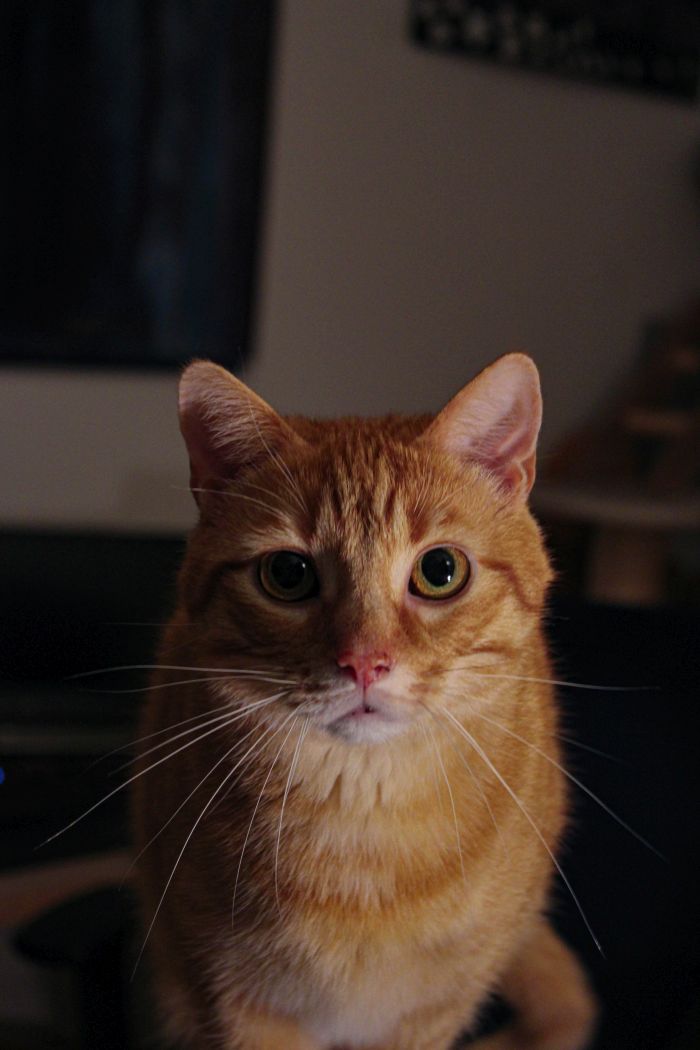 Eine süße Katze, sie schaut symmetrisch in die Kamera